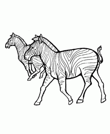 Cartoon Zebra Coloring Pages