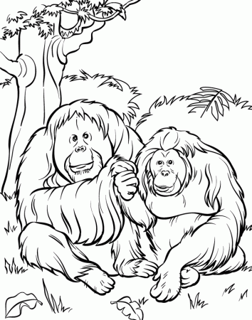 Orangutan Coloring Pages Images & Pictures - Becuo