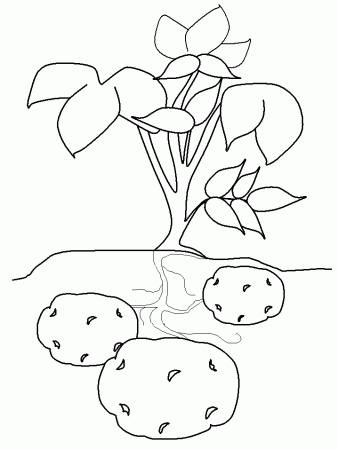potato plant Colouring Pages (page 3)