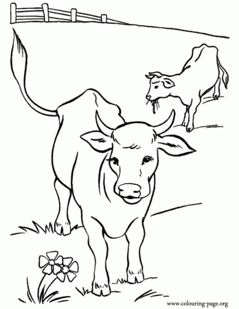 Cows and Calves - Cows in the pasture coloring page