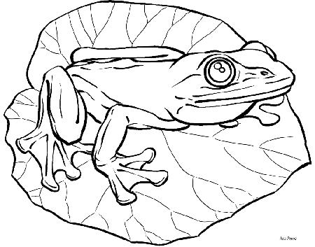 Cute Frogs Drawings