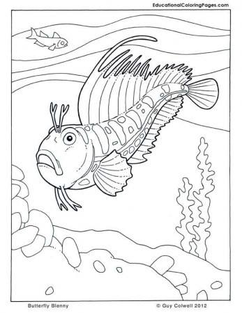 fish coloring pages | Coloring Pages