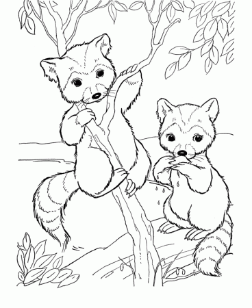 bandit face raccoon coloring pages page and kids