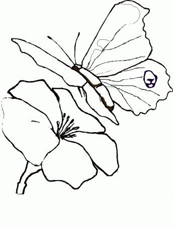 Drawings Of Roses And Butterflies