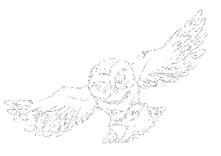 Animal Coloring Owl Coloring Page Color Owl : owl coloring pages 