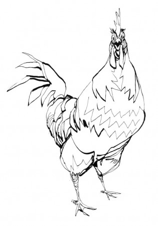 Sketch Please » Rooster