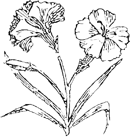 Carnation Coloring Pages | Find the Latest News on Carnation 