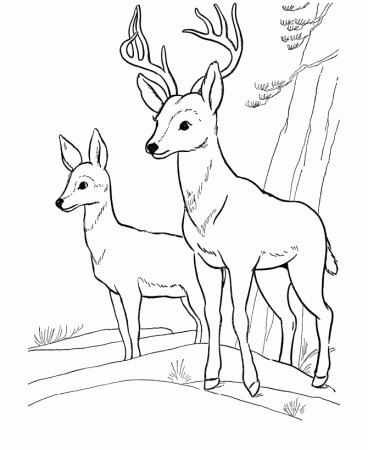 Deer Coloring Page | Wild Animal Buck Deer Coloring Pages and Kids ...