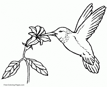 Smart Color Pages Of Birds Az Coloring Pages, Fast Coloring Pages ...