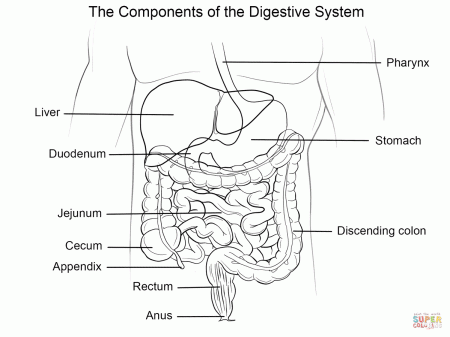 Human Digestive System coloring page | Free Printable Coloring Pages