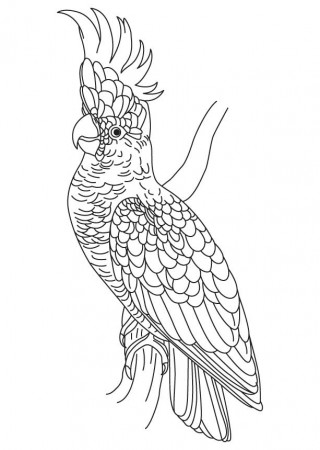 Crest cockatoo coloring page | Download Free Crest cockatoo coloring page  for kids | Best Coloring Pages