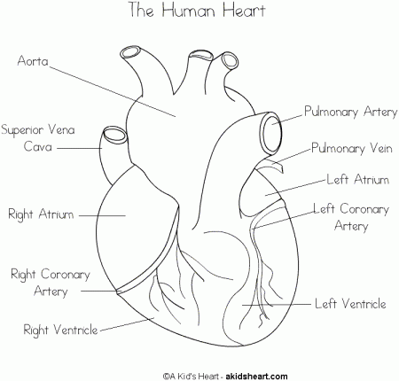 The human heart coloring page