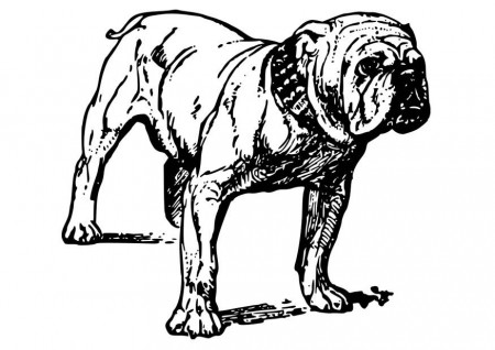 Coloring page Dog - Bulldog - img 18584.