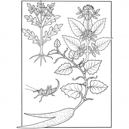 Elegant Herbs & Medicinal Plants - Coloring Book – Paisleys Quilt Shop
