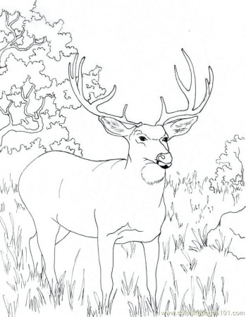Free Printable Deer Coloring Pages at GetDrawings | Free download
