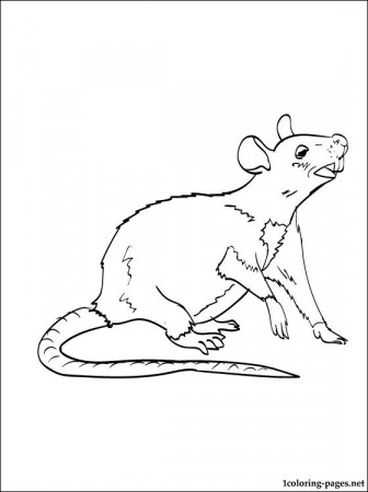 Rat coloring page to print out | Coloring pages