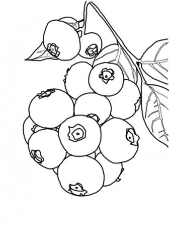 Blueberry Coloring Pages - Best Coloring Pages For Kids