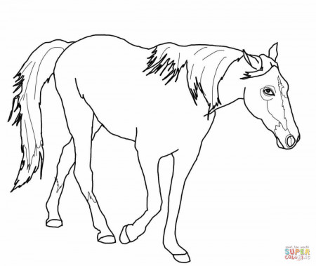 Tennessee Walking Horse coloring page | Free Printable Coloring Pages