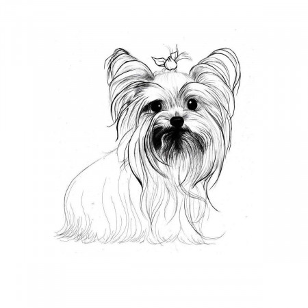 Yorkshire Terrier Coloring Pages Dog Breeds Picture Sketch Coloring Page |  Teacup yorkie, Yorkshire terrier, Dog breeds pictures