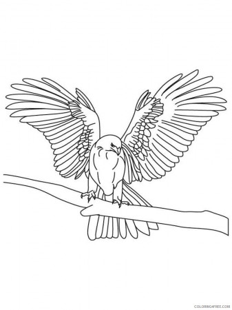 Falcons Coloring Pages Animal Printable Sheets Falcons birds 1 2021 1998  Coloring4free - Coloring4Free.com