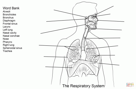 Respiratory System Worksheet coloring page | Free Printable ...