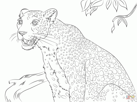 Cute Leopard coloring page | Free Printable Coloring Pages