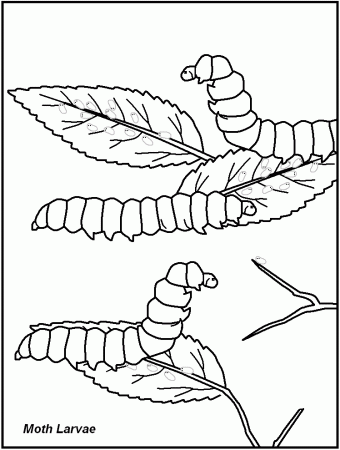 9 Pics of Creepy Insects For Coloring Pages - Printable Insects ...