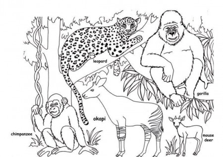 Free Coloring Page African Animals, Download Free Coloring Page African  Animals png images, Free ClipArts on Clipart Library