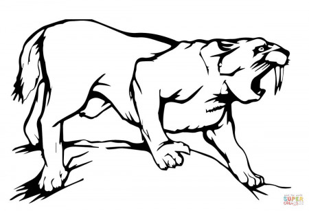 Sabre Tooth Tiger coloring page | Free Printable Coloring Pages