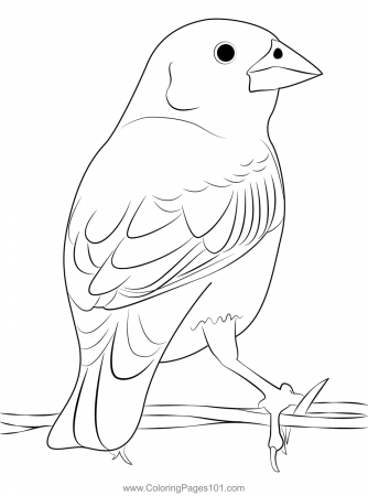 Black Lark Bunting Coloring Page for Kids - Free Buntings Printable Coloring  Pages Online for Kids - ColoringPages101.com | Coloring Pages for Kids