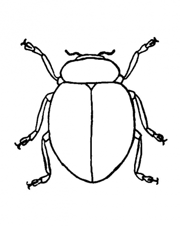 Beetle Picture Coloring Pages : Best Place to Color | Coloring pages, Beetle  drawing, Beetle art