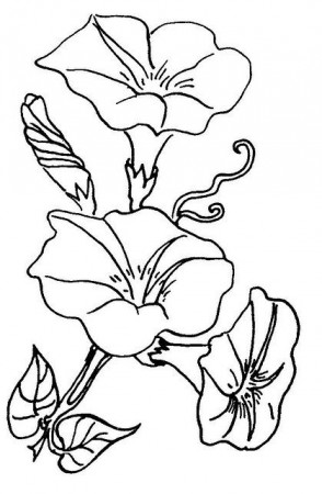 flowers 5 morning glory | Flower line drawings, Flower drawing, Flower coloring  pages