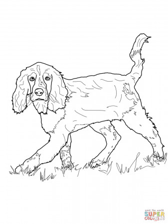 English Springer Spaniel coloring page | Free Printable Coloring Pages