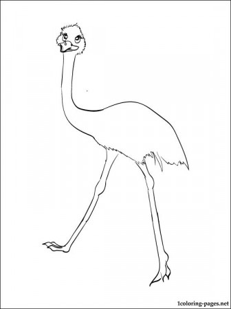 Coloring picture Emu | Coloring pages