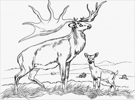 Realistic Caribou Coloring Page - ColoringBay