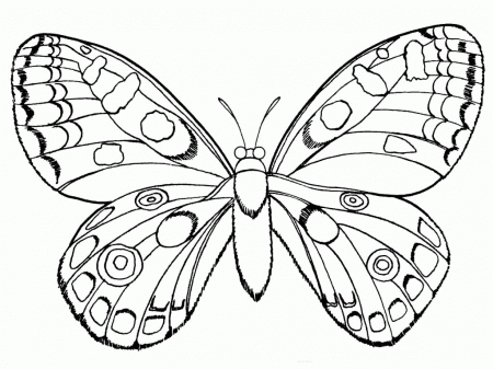 Beautiful Erfly Coloring Pages - Coloring Page