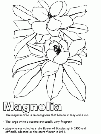 mississippi state flower coloring page - Clip Art Library