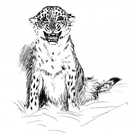 Free Leopard Coloring Pages For Kids | Deliyazar.com