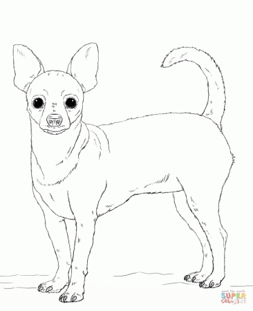 Chihuahua And Pug Coloring Pages - Сoloring Pages For All Ages