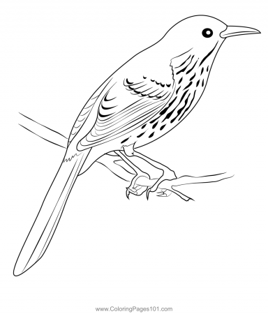Brown Thrasher 3 Coloring Page for Kids - Free Mockingbirds Printable Coloring  Pages Online for Kids - ColoringPages101.com | Coloring Pages for Kids