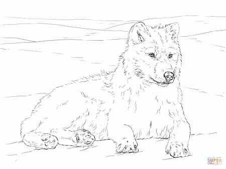 Arctic Wolf coloring page | Free Printable Coloring Pages