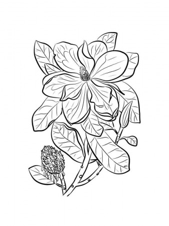 Magnolia coloring pages. Download and print Magnolia coloring pages