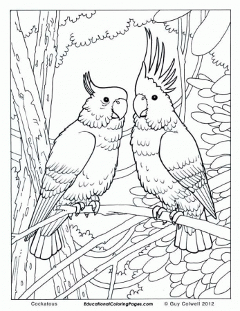 Proficiency Bird Coloring Pages For Kids Az Coloring Pages ...