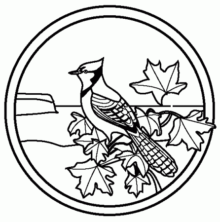 Coloring pages of blue jays