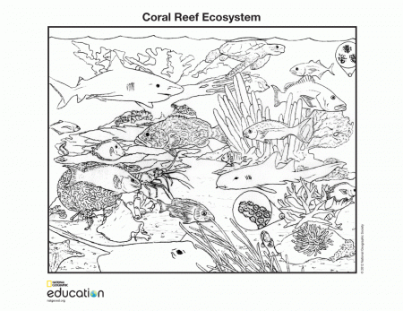 8 Pics of Coral Reef Coloring Book Page - Coral Reef Coloring ...