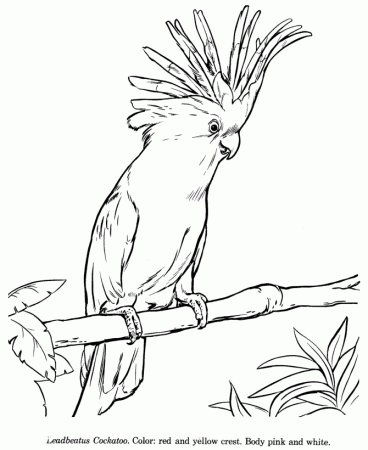 How to Draw a Cockatoo | Animals Drawings - Wildlife ID and Coloring Pages  for kids | Animal drawings, Drawings, Bird coloring pages
