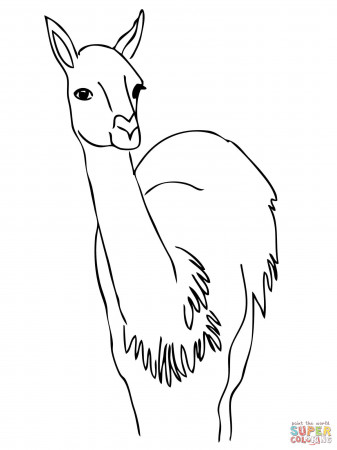 Guanaco from South America coloring page | Free Printable Coloring ...