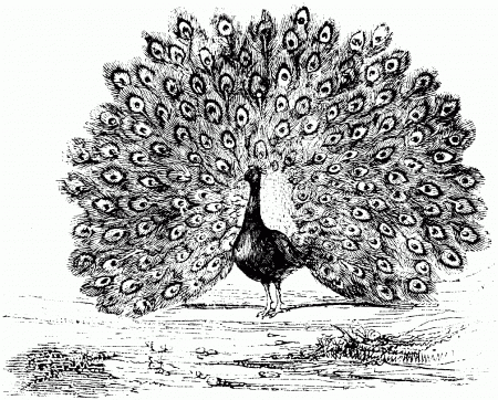 Related Peacock Coloring Pages item-11007, Peacock Coloring Pages ...