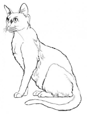 Realistic Cat Coloring Page - Free Printable Coloring Pages for Kids