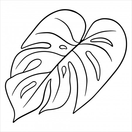 Tropical plants exotic carved green leaf in line style coloring book  3447728 Vector Art at Vecteezy